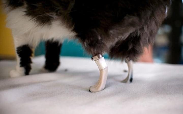 Ветеринары спасли кота по имени Пух, изготовив протезы задних лапок