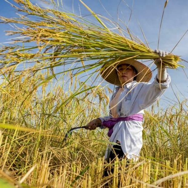 ДНК, Генно-модифицированный рис и проблема голода в мире